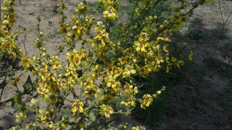 Sulle dune - Verbascum sinuatum